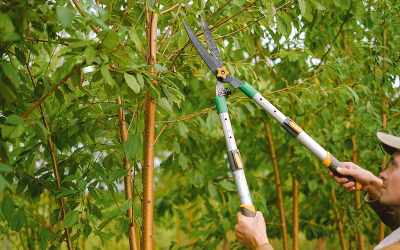 Tree trimming in Burnettsville, IN